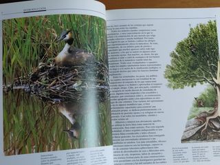El reto de la vida.Arquitectura animal