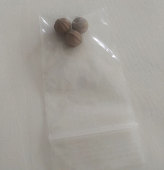 Semillas licuala grandis