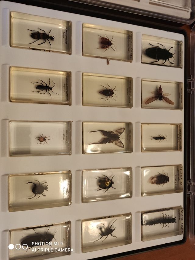 Lote de bichos National Geographic