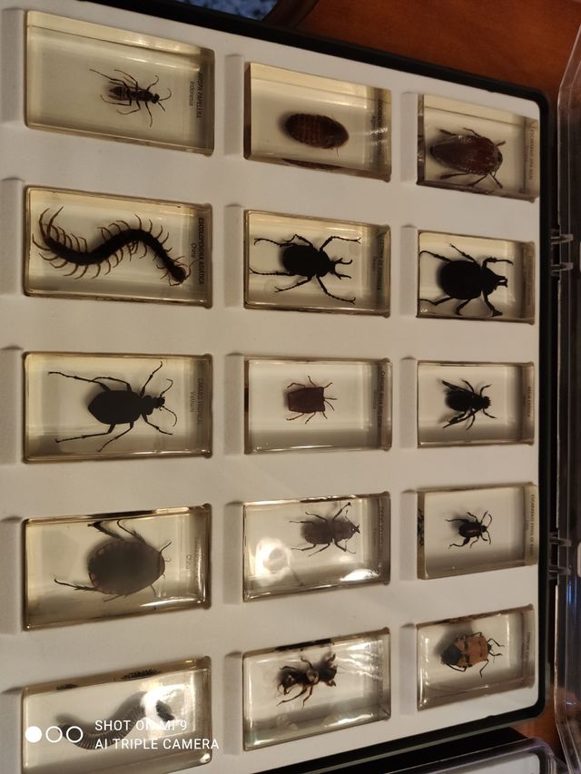 Lote de bichos National Geographic