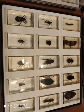 Lote de bichos National Geographic