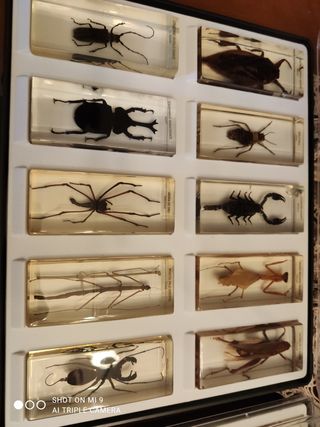 Lote de bichos National Geographic