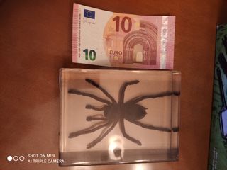 Lote de bichos National Geographic