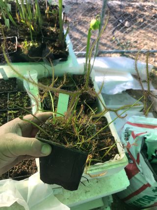 Maceta con marston dragons.planta carnivora