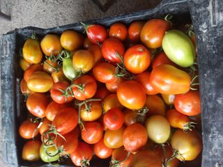 🏡Trabajos de huerta/campo Jardineria