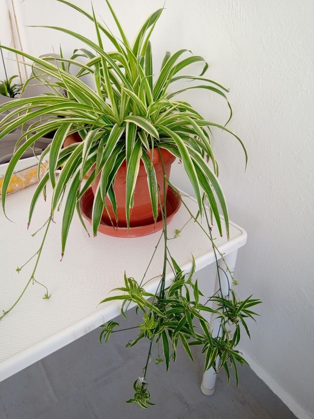 macetas cintas a 15€ cada una