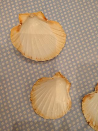 conchas colección 