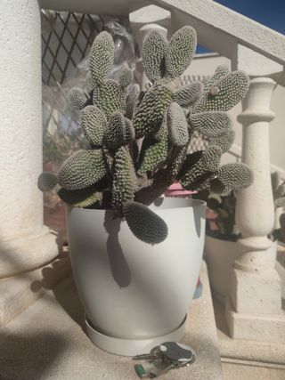 cactus pala grande