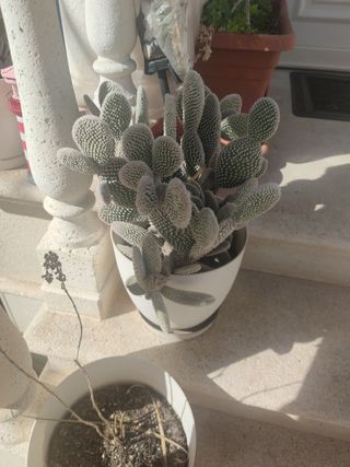 cactus pala grande