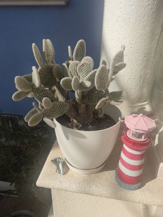 cactus pala grande