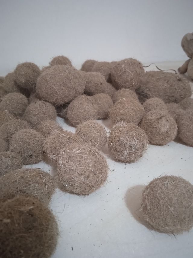 spugne, pietre pomice e radici