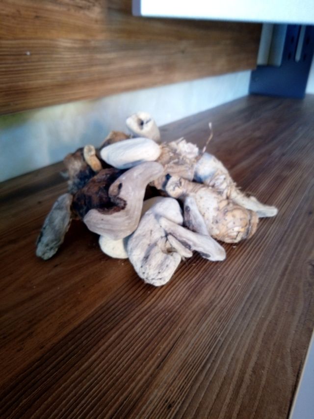 spugne, pietre pomice e radici