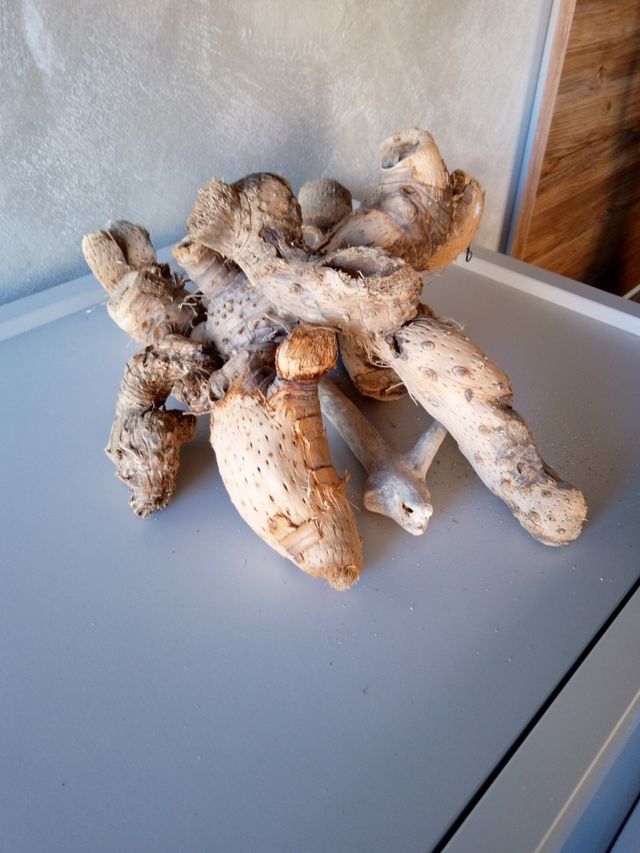 spugne, pietre pomice e radici