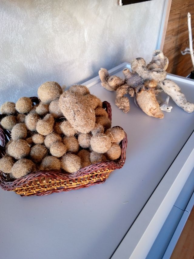 spugne, pietre pomice e radici