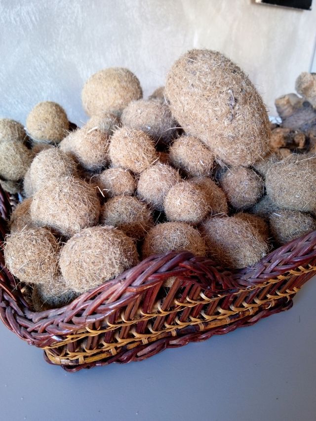 spugne, pietre pomice e radici