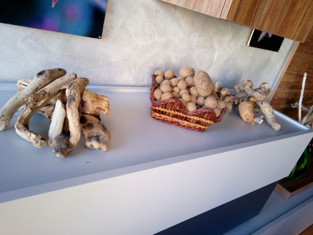 spugne, pietre pomice e radici