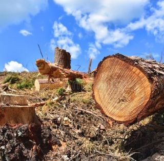 MANTENIMENTO Y LIMPIEZA DE ZONAS VERDES