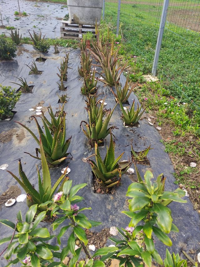 Planta de aloevera