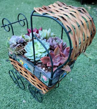 Centro original con suculentas de colores