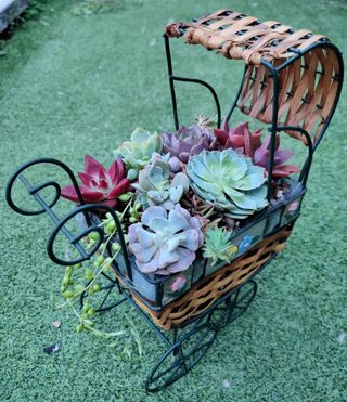 Centro original con suculentas de colores