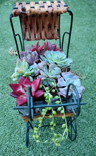 Centro original con suculentas de colores