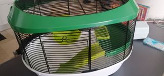 Jaula hámster