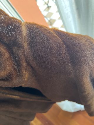 Chaqueton pelo sintetico Berry Barclay