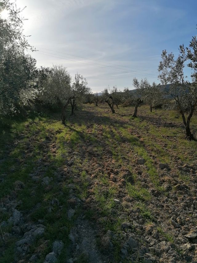 Terreno en venta rustico