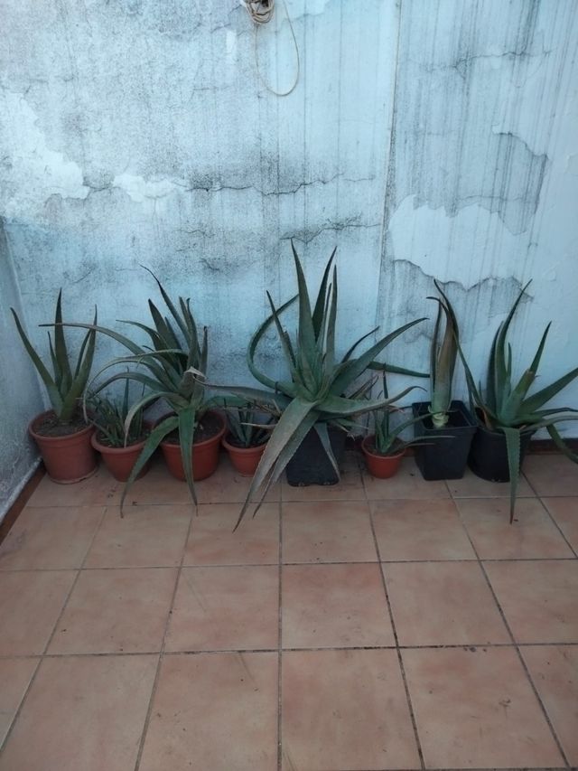 PIANTE DI ALOE