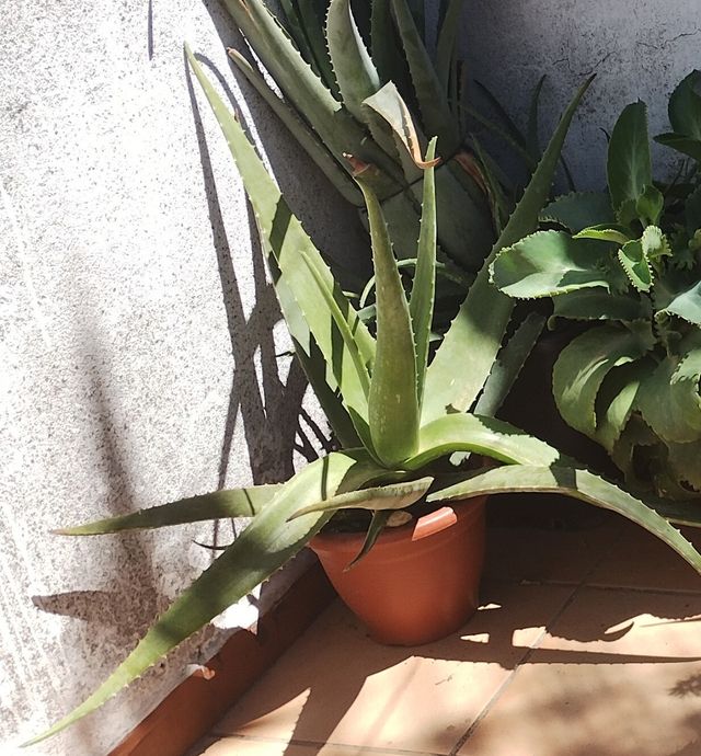 PIANTE DI ALOE