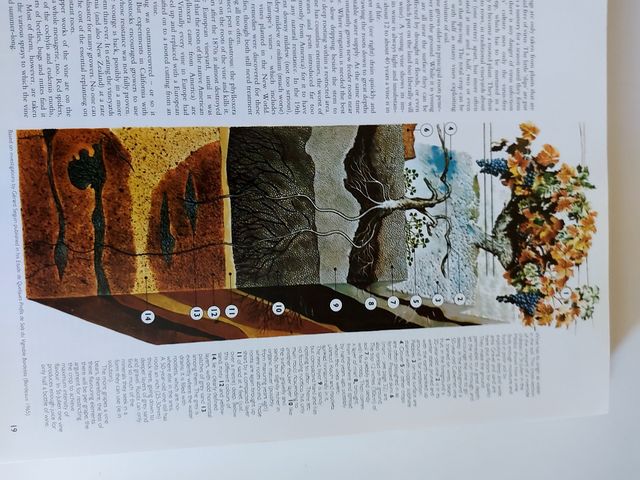 MW Atlas mundial del vino 