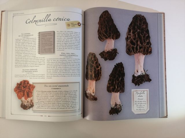 El gran libro de las setas. Editorial Larousse