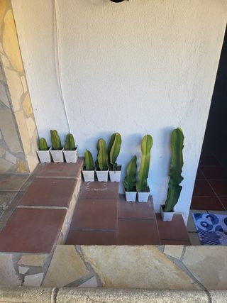 cactus candelabro