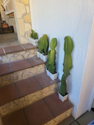 cactus candelabro