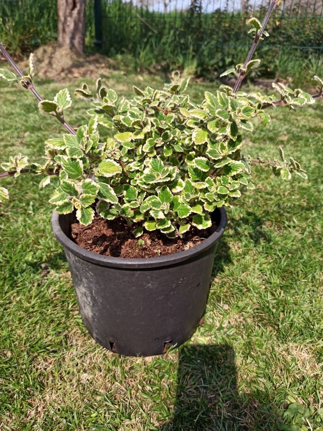 Planta incienso grande