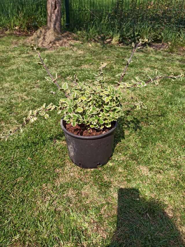 Planta incienso grande