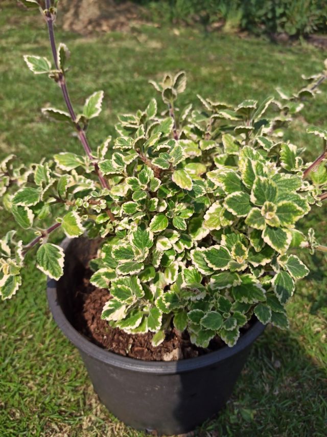 Planta incienso grande