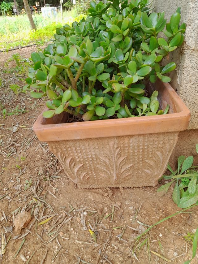 PLANTA NATURAL +MACETERO TERRACOTA