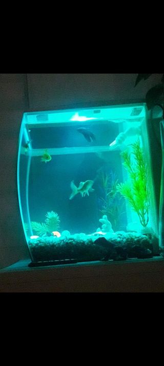 KIT ACUARIO MARINA 38 LITROS