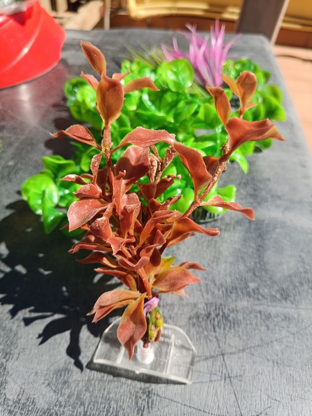 Figuras y plantas Acuario