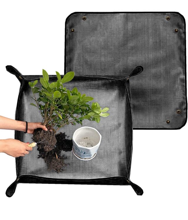 alfombra de trasplante