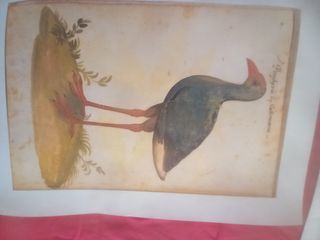 LÁMINA ATLAS HISTORIA NATURAL  FELIPE II  MAPA