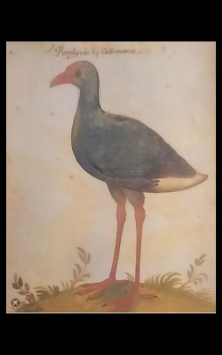 LÁMINA ATLAS HISTORIA NATURAL  FELIPE II  MAPA