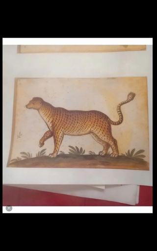 LÁMINA ATLAS HISTORIA NATURAL  FELIPE II  MAPA