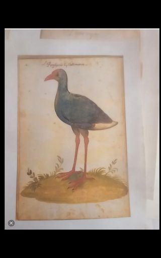 LÁMINA ATLAS HISTORIA NATURAL  FELIPE II  MAPA