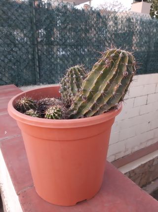 Cactus con maceta