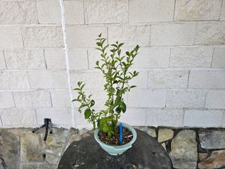 Prebonsai de Ligustrum