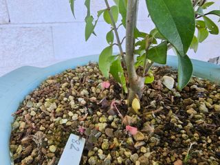 Prebonsai de Ligustrum