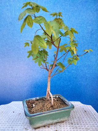 Bonsái Arce de Montpellier