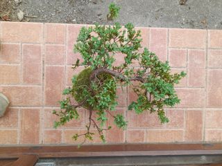 Bonsai Juniperus procumbens sonare